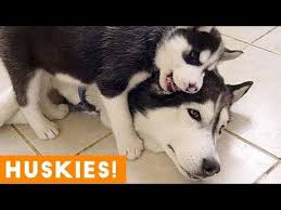The Funniest And Cutest Husky Compilation Of 2018 Funny Pet Videos Youtube Funny Animal Videos Funny Animal Memes Cute Husky