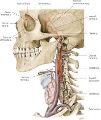In anatomy, the left and right common carotid arteries (carotids) (english: Extracranial Vessels Radiology Key