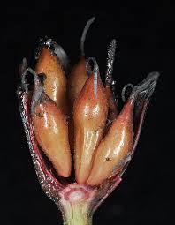 Image result for Brasenia