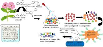 Frontiers Effective Antimicrobial Activity Of Green Zno