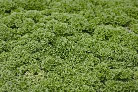 Image result for Selaginella soyauxii