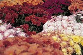 Pin On Landscaping Gardening