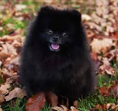 Pomeranian Black And Brown Puppy Brown Sable Pomeranian Pomeranian Probably The Cutest Dog Breed K9 Research Lab Dog Breeds Cute Dogs Breeds Black Pomeranian