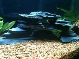 Amazon Com 12 Piece Slate Aquarium Cave 100 Natural Organic Iwagumi Aquarium Salt Water Aquarium Freshwa Aquascape Aquarium Fresh Water Fish Tank Aquarium