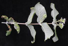 Image result for Combretum mossambicense