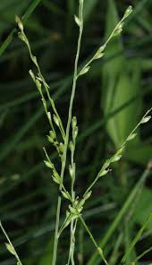 Image result for Acroceras zizanioides