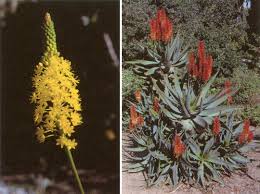 Image result for Liliaceae