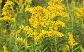 Goldenrod Tea Sweet Song Herbals