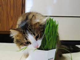 Kucing binatang kesayangan manusia yang manja dan mudah mendekati manusia. Kucing Kencing Merata Rata Ini Cara Latih Kucing Anda Kencing Di Tandas Yang Sangat Mudah My Info Maya