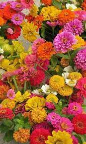 Astronaut scott kelly delicately cleaned off the fungus, nursed the surviving plants back to health and. Fastest Growing Flower Seeds For Science Project Flowersandflowerthings Spring Garden Flowers Fast Growing Flowers Full Sun Flowers