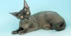 Devon Rex — Find Breeders and Devon Rex Kittens For Sale!