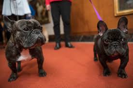 Do breeders utilise coi when planning matings. A Woman Was Fatally Attacked By Her French Bulldog In Chicago