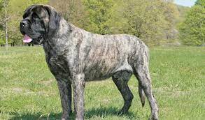 Mastiff Dog Breed Information