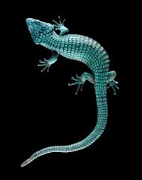 Antediluvian Monsters Eidechse Amphibien Reptilien