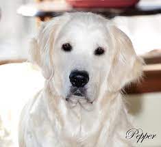 White Golden Retriever Puppies English Cream Akc Certified Holistic Breeder Nj Ny Pa Ct Ma Md De Golden Retriever White Retriever White Golden Retriever Puppy