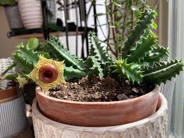 Image result for Huernia zebrina