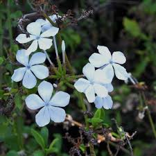 Image result for Plumbago zeylanica