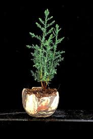 Die Schale Ist Von Mir Www Akzentschalen De Die Pflanze Eine Toskana Zypresse Von Ulrich Fendrich Www Bonsai Werk Pflanzen Toskana Zypresse Bonsaischalen