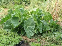 Image result for Crambe