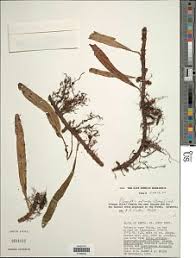 Image result for Lepisorus excavatus