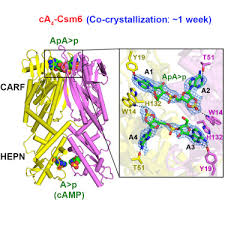 Crispr Cas Iii A Csm6 Carf Domain Is A Ring Nuclease Triggering Stepwise Ca4 Cleavage With Apa P Formation Terminating Rnase Activity Sciencedirect