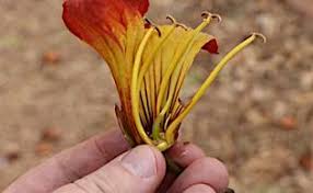 Image result for Fernandoa abbreviata