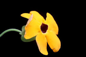 Image result for Thunbergia graminifolia