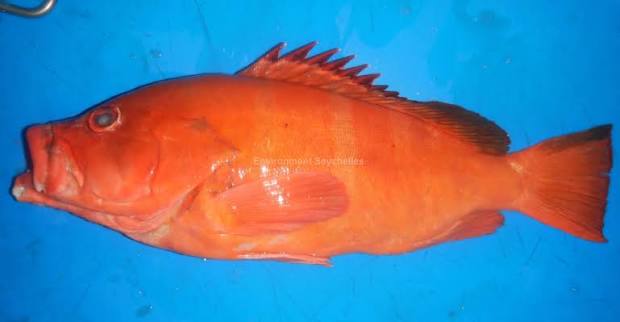 Red-tipped grouper (Epinephelus retouti) - "mama rouz" - English River market (24/01/26). Read about this species here: https://seatizens.sc/species/epinephelus-retouti-bleeker-1868/