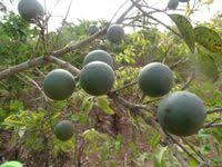 Image result for Strychnos innocua