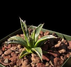 Quite irresistible.the narrow green {id:8747771841,title:ag018: Agave Toumeyana Var Bella Cactus Jungle