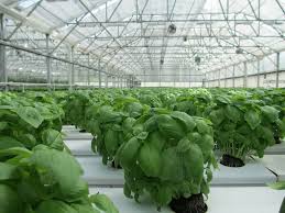 5 Raisons Pour Lesquelles Votre Basilic Ne Tient Pas Plants Greenhouse Farming Greenhouse Supplies
