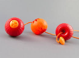 Image result for Astropanax