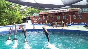 Selain tempat yang nyaman dan aman. Wisata Batang Dolphin Center Pantai Sigandu Youtube