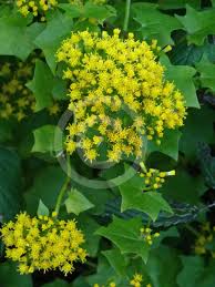 Image result for Delairea odorata