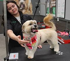 Check spelling or type a new query. Dog Grooming Pet Supplies Plus Pet Supplies Plus