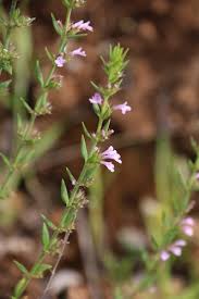 Image result for Micromeria imbricata