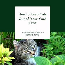 Jun 15, 2021 · a stray cat may keep coming back to your yard because he has found a safe area under your porch or deck where he could comfortably hide. How To Keep Cats Out Of Your Yard In 2020 The Barn Cat Lady