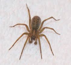 How To Identify Venomous House Spiders Dengarden