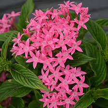 Image result for Pentas longiflora