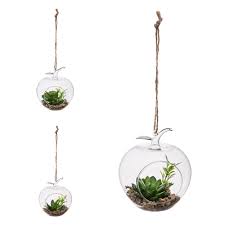 Sin duda, llaman la atención. Planta Colgante Cristal Plantas Colgantes Plantas Cristales