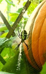 Female Argiope Aurentia Black And Yellow Garden Spider 4 Inches In Length From Leg To Leg Spotted July 3 Garden Spider Plant Leaves Beneficial Insects