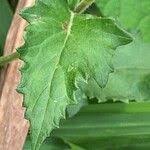 Image result for Crassocephalum vitellinum