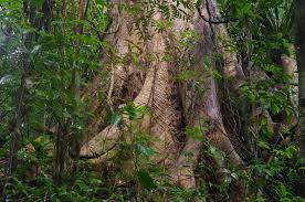 Image result for Canarium madagascariense