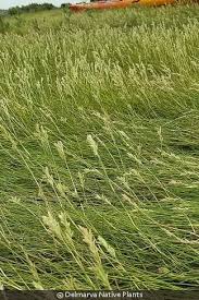 Image result for Volkiella disticha