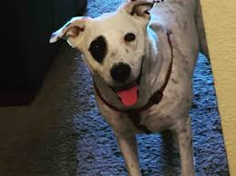 Fundraiser by Brendan Swenson : Please Help With Ollie's ER Bill