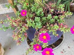 Magenta rose with pink flower size: Bright Pink Flowers With Yellow Centers And Green To Reddish Leaves