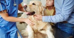 What are the pros and cons of wellness plans for a veterinary practice? |  Vet Radar