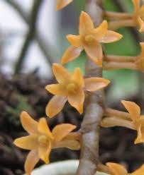 Image result for Chamaeangis