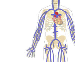 Pulmonary veins carry oxygenated blood towards the heart and the pulmonary arteries carry deoxygenated blood away from the heart. The Major Systemic Veins