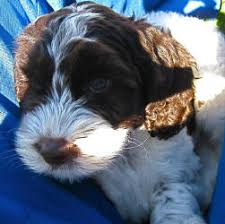 Cuyama valley view in terri k.'s land, california | view of the cuyama valley and coastal mountains. Valley View Dog Breeders Customer Testimonials